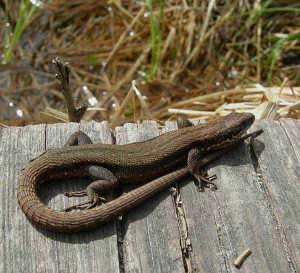 Živorodna kuščarica