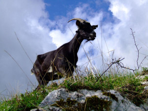 Drežniška koza v naravi