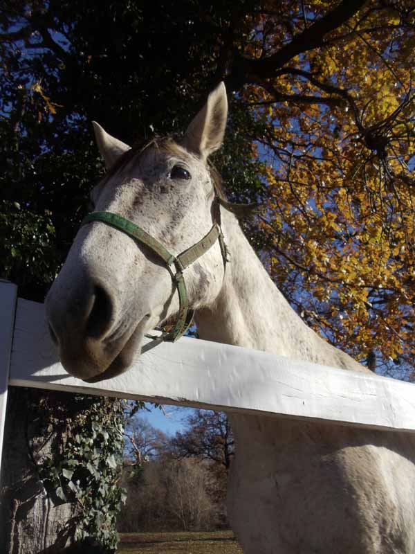 Lipicanec za leseno ogrado