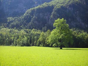 Plesnikov brest v Logarski dolini