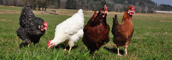 Štajerska kokoš na travniku