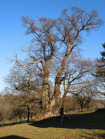 Orjaški kostanj na Tetajnem grebenu