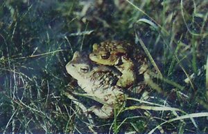 Raziskovanje razširjenost vidrinih plenskih vrst